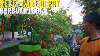 10 Galon Saja Cukup! Begini Cara Panen Cabe Pedas Sendiri tanpa Perlu Boros Belanja Harian