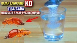 Rayap Minggat Total! Ini Cara Membasmi Rayap di Kayu dan Tembok Cuma Pakai Bahan Dapur