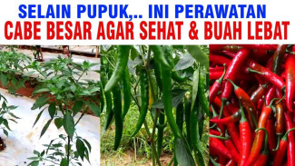 Cabai Merah Kamu Kurus dan Layu? Coba Teknik Ajaib Ini Biar Buahnya Lebat dan Tahan Segala Cuaca!