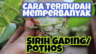 Gak Nyangka! Ada Cara Gila Bikin Sirih Gading Cepat Banyak, Cuma Modal Potong Tanam Aja!