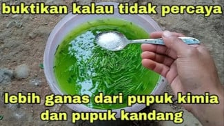 Resep Rahasia Pupuk Daun Kelor, Meski Gak Disiram Tanaman Rimbun Berbunga Lebat!