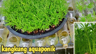 Mau Panen Kangkung Setiap 25 Hari? Coba Cara Semai Aquaponik Ini Sekarang!
