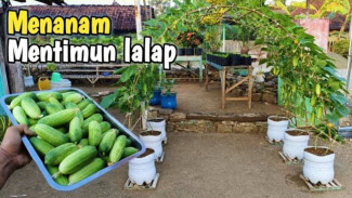 Siapa Bilang Mentimun Lalap Butuh Lahan Luas? Tanam Pakai Pot Aja Cukup!