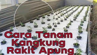 Tips Bertani Modern! Kangkung Rakit Apung Tanpa Kotor Karena Tanah, Panen Berkali-kali!