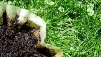 Jangan Buang Ampas Kopi, Bisa Jadi Pupuk Organik dan Pengusir Hama Tanaman!