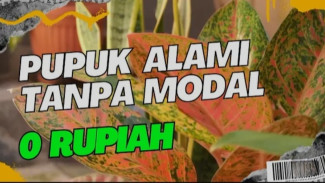 Gokil! 7 Bahan Dapur Ini Bisa Jadi Pupuk Ajaib Bikin Aglonema Subur Gila-Gilaan!