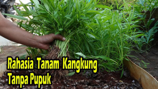 Cuma Modal Botol Bekas dan Daun Kering, Kangkung Ini Tumbuh Subur dan Panennya Gak Habis-Habis