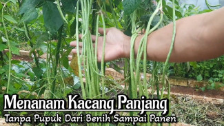 Cuma Tanam 15 Biji, Kacang Panjang Ini Tumbuh Subur dan Siap Panen Hanya dalam 40 Hari
