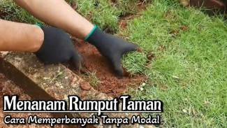 Rumput Taman Bisa Diperbanyak Pakai Alat Rumah Tangga? Ini Trik Sederhana yang Jarang Diketahui!
