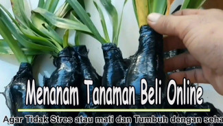 Beli Bunga Online Kok Malah Layu? Begini Cara Ampuh Bikin Amarilis Hidup Lagi dan Munculkan Tunas!