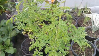 Tips Cara Cepat Menyuburkan Tanaman Kelor Setelah Panen Daun dengan Pupuk NPK 1616