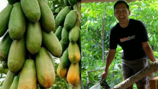 Ingin Panen Cangkokan Pepaya California Pasti Berhasil? Begini Cara yang Benar dan Aman!