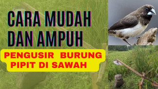 Tips Mudah Mengusir Burung Pipit Pakai Alat Sederhana, Tanaman Padi Dijamin Aman