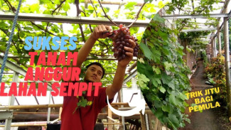 Tips Budidaya Anggur di Halaman Rumah, Meski Lahan Sempit Tetap Panen Tiap Saat