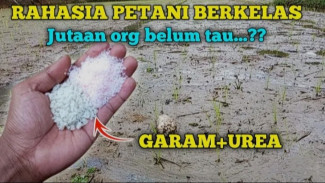 Pupuk Terampuh Rahasia Para Sultan! Panen Melonjak 10 Kali Lipat Anti Gagal!