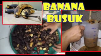 Tanaman Jadi Rajin Berbuah Setelah Diberi Pisang Busuk, Simak cara Olahnya!