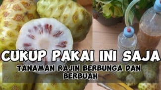 Pupuk dari Buah Mengkudu Ampuh Merangsang Pembungaan dan Pembuahan, Simak Cara Bikinnya di Sini!