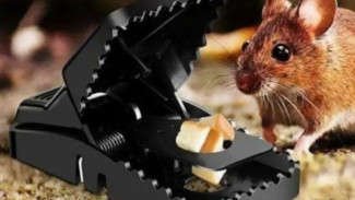 Tips Membuat Jebakan Tikus dengan Bahan Seadanya, Belasan Tikus Langsung Terperangkap!