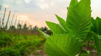 Cara Menanam dan Merawat Tembakau di Pot: Solusi Bertani di Lahan Sempit