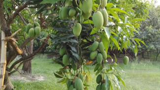 Panen Mangga Segunung! Bongkar Rahasia Tanaman Buah Auto Berbuah Lebat Permanen!
