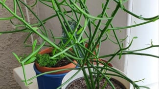 Cara Memindahkan dan Merawat Tanaman Patah Tulang Zigzag Agar Cepat Rimbun