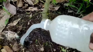 Pupuk Ajaib Dapur Rumahan: Bikin Tanaman Cepat Buah, Kalahin NPK Pabrik!