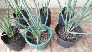 Cara Menanam dan Merawat Bawang Daun di Pot untuk Pemula dan Tumbuh Subur