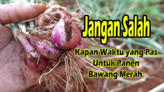 Baru 60 Hari Tanam, Ternyata Ini Tanda Bawang Merah Siap Panen Tanpa Ribet!