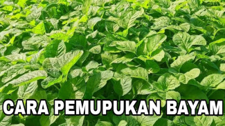 Ternyata Ini Penyebab Bayam Malah Gosong Setelah Dipupuk, Jangan Sampai Salah Lagi!