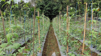 Kacang Panjang Cuma Berbunga Tanpa Buah? Segera Tambahkan Pupuk Ajaib Ini
