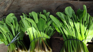 Pengen Bibit Genjer Gratis dari Sawah? Begini Cara Ambil dan Membuat Bibit yang Benar