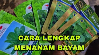 Cara Menanam Bayam Cabut, Tutup Benih Pakai Pupuk Kandang Biar Tumbuh Subur!