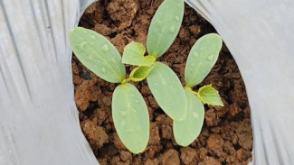 Ingin Membuat Obat Hama Kumbang Daun Mentimun? Tiga Bahan Ini Aja Sudah Manjur!