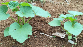 Tips Memupuk Timun Suri Pakai Cara Tugal, Nutrisi Diserap Tanaman Tanpa Terbuang Percuma!
