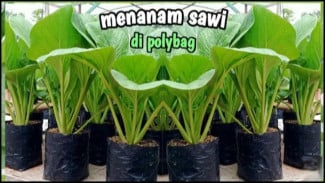 Cara Tanam Sawi Hijau di Polybag, Bikin Dapur Auto Sehat dan Dompet Nggak Sepi Lagi!