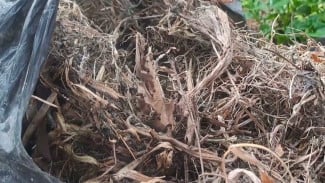 Rahasia di Balik Sampah Rumput: Disimpan 2 Bulan dalam Plastik, Bisa Jadi Penyubur Tanaman Super Murah