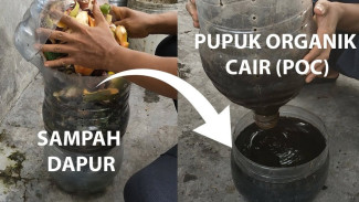 Gak Perlu Beli Lagi! Pupuk Cair Berkualitas Bisa Dibuat Sendiri dari Sampah Rumah Tangga