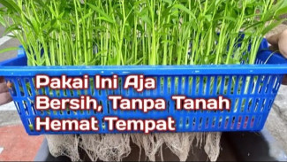 Trik Sakti Tanam Kangkung di Rumah Lahan Sempit, Sekali Panen Langsung Banyak!