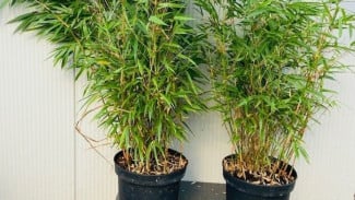 Cara Merapikan dan Merawat Tanaman Bambu Jepang Agar Tetap Indah dan Subur