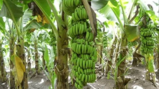 Panen Melimpah! Ini Cara Merawat Pohon Pisang Agar Sehat dan Berbuah Lebat