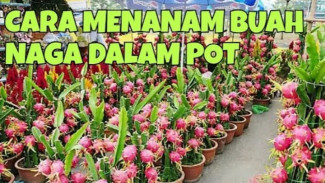 Cara Menanam Buah Naga di Pot Biar Cepat Berbuah, Cocok Buat yang Halamannya Sejengkal!