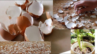 Bunga Tanaman Sering Rontok? Yuk, Atasi dengan Cangkang Telur, Ini Caranya!