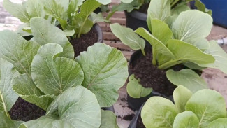 Punya Pot Bekas? Yuk Sulap Jadi Kebun Sawi Organik Subur Cuma Modal Sekam dan Pupuk Rumah!