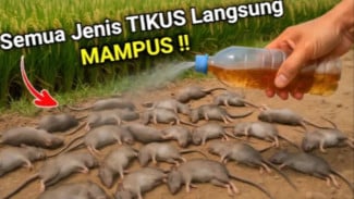 Cara Kreatif dan Sederhana Membasmi Tikus di Lubangnya