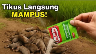 Tikus Kabur Sekampung! Cuma Pakai Merica dan Sabun, Rumah Langsung Aman Tanpa Ribet!
