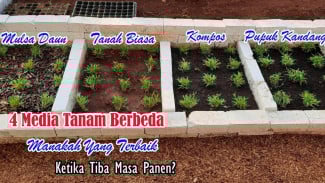 Cuma 15 Hari, Hasil Tanam Kangkung di Media Ini Bikin Tak Percaya! Lihat Sendiri Buktinya