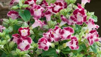 Cara Menanam Bunga Torenia Biar Subur dan Bunganya Lebat Keterlaluan!