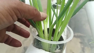 Daun Bawang Hidroponik Bisa Panen Melimpah, Begini Trik Rahasia Sistem NFT!