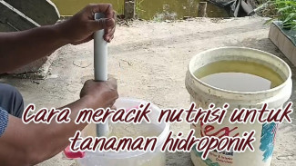 AB Mix Sayuran Hidroponik Murah Meriah, Racik Sendiri Biar Lebih Hemat!