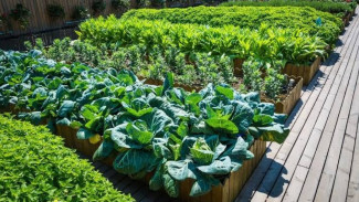 Rahasia Tanaman Sayur Tumbur Subuh dan Panen Melimpah, Bisa Dilakukan dengan Mudah